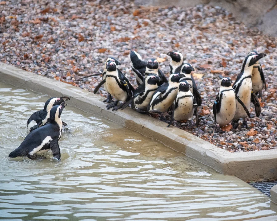 Pingwiny przylądkowe ponownie w łódzkim ZOO! Zwierzęta paradują po nowym wybiegu [zdjęcia] - Zdjęcie główne