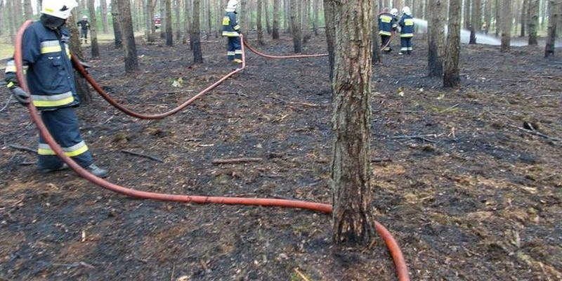 Spłonął hektar lasu. Z ogniem walczyło 7 zastępów straży - Zdjęcie główne