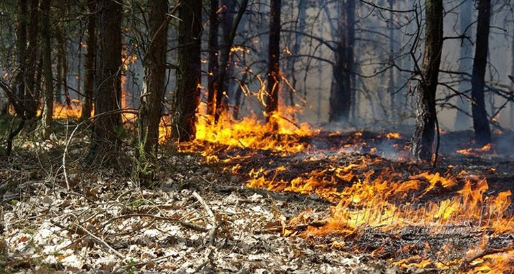 Kolejne pożary lasów. Spłonęło ponad 500 metrów kwadratowych - Zdjęcie główne