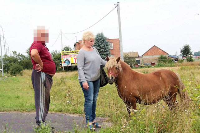 Zwierzęta cierpią w męczarniach - Zdjęcie główne