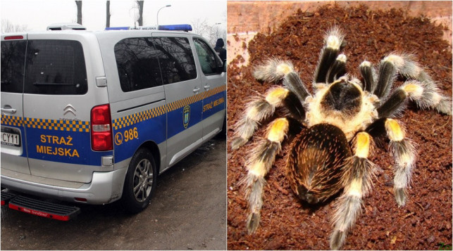 Straż Miejska interweniowała w sprawie... jadowitego pająka! A to nie wszystko... - Zdjęcie główne