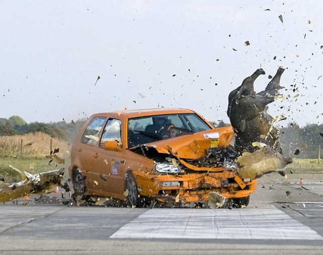 Ludzie zabierają... dziki zabite przez samochody! „To niebezpieczne dla życia i zdrowia” - Zdjęcie główne