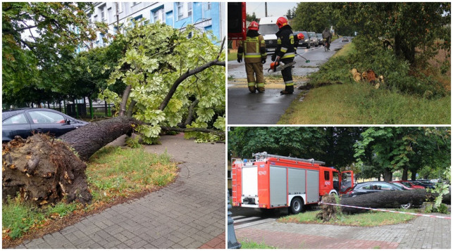 [ZDJĘCIA] Potężne drzewo runęło na chodnik. Liczne interwencje straży - Zdjęcie główne