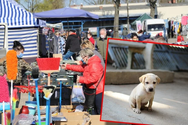 Nielegalny handel zwierzętami na kutnowskiej targowicy? Jest odpowiedź władz miasta - Zdjęcie główne