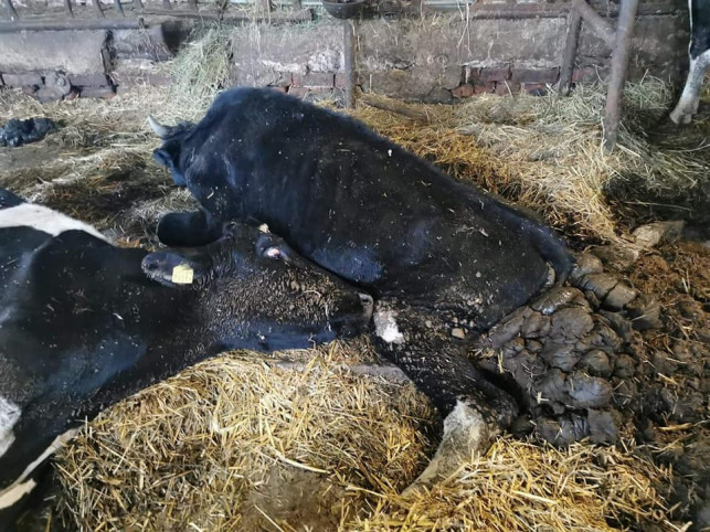 [UWAGA, DRASTYCZNE FOTO] Gospodarstwo grozy pod Kutnem. Zwłoki bydła, umierające krowy - Zdjęcie główne