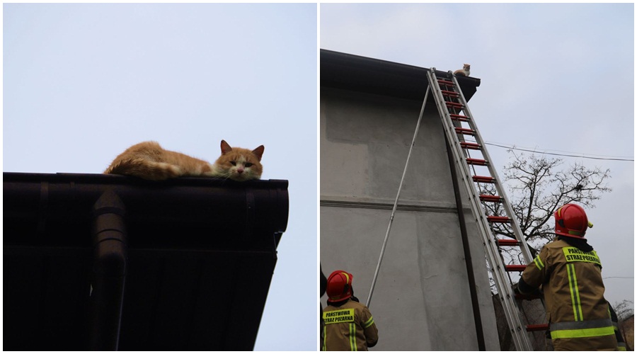 [ZDJĘCIA] Kot na dachu. Z pomocą ruszyli strażacy - Zdjęcie główne
