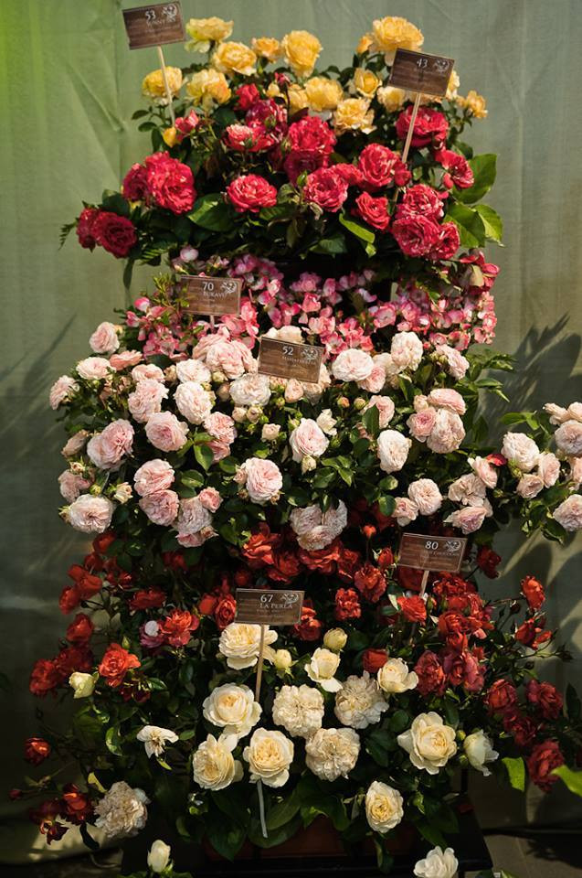 „Kochasz róże…, kochaj Kutno!” - Zdjęcie główne