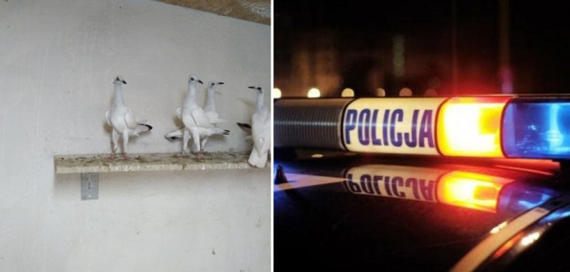 Uśpili psy i ukradli gołębie warte 20 tys. zł!  "Były dla mnie jak rodzina" - Zdjęcie główne