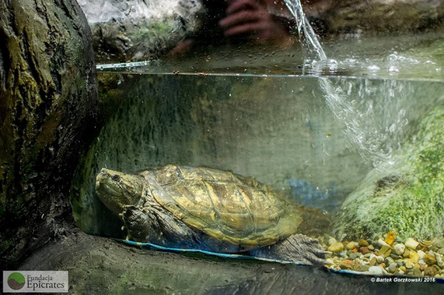 Żółw z Kutna trafia do Zamościa - Zdjęcie główne