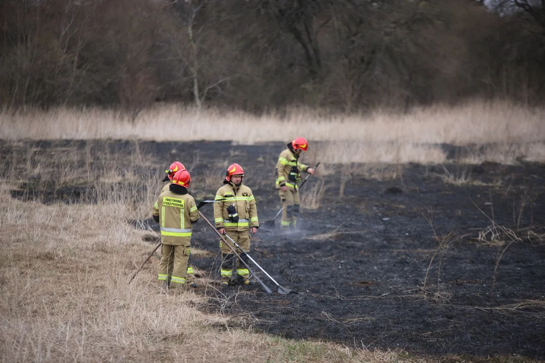 Pożar łąki w Kutnie, błyskawiczna akcja strażaków [ZDJĘCIA] - Zdjęcie główne