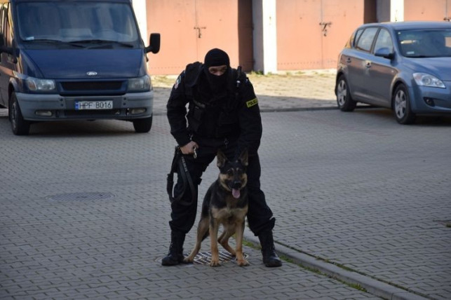 Morderstwo w Płocku. W zatrzymaniu podejrzanego pomógł… policyjny pies z Kutna - Zdjęcie główne