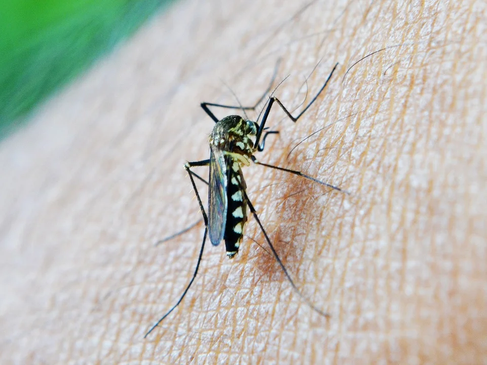 Dlaczego warto korzystać z profesjonalnych usług zwalczania komarów? - Zdjęcie główne