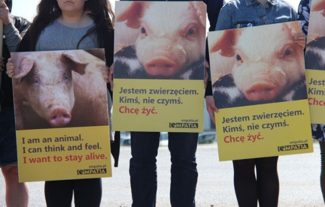 Kilkudniowa akcja wegan w Kutnie. "Tutaj codziennie mordowane są zwierzęta" - Zdjęcie główne