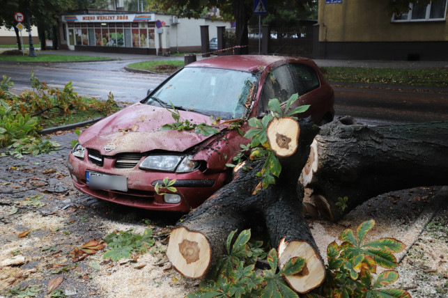 [ZDJĘCIA] Krok od tragedii przy ul. Sienkiewicza. Drzewo runęło na samochód - Zdjęcie główne