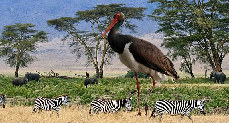 Z Kutna do Afryki. "Nasz" bocian wylądował w słynnym Parku Serengeti! - Zdjęcie główne