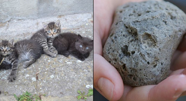 Kamieniami w bezdomne kotki. Musiała interweniować policja - Zdjęcie główne