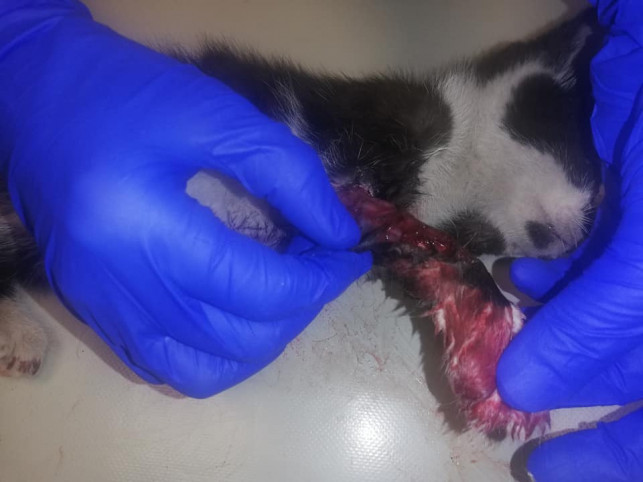 [UWAGA, DRASTYCZNE FOTO I WIDEO] Uratowali ciężko rannego kota. ‘’Miał oskalpowaną łapę’’ - Zdjęcie główne