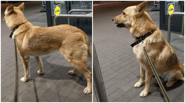 [FOTO] Ktoś porzucił psa pod sklepem?! „Siedział kilka godzin i wypatrywał właściciela” - Zdjęcie główne