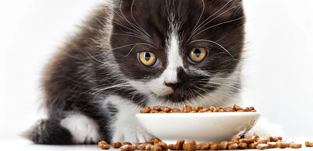 Jak przekonać kota do jedzenia suchej karmy? - Zdjęcie główne