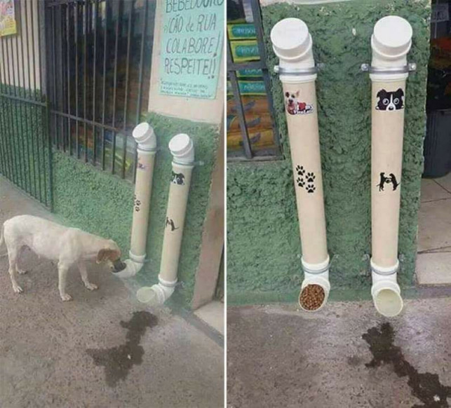 Na ulicach pojawią się karmniki dla bezpańskich psów? - Zdjęcie główne