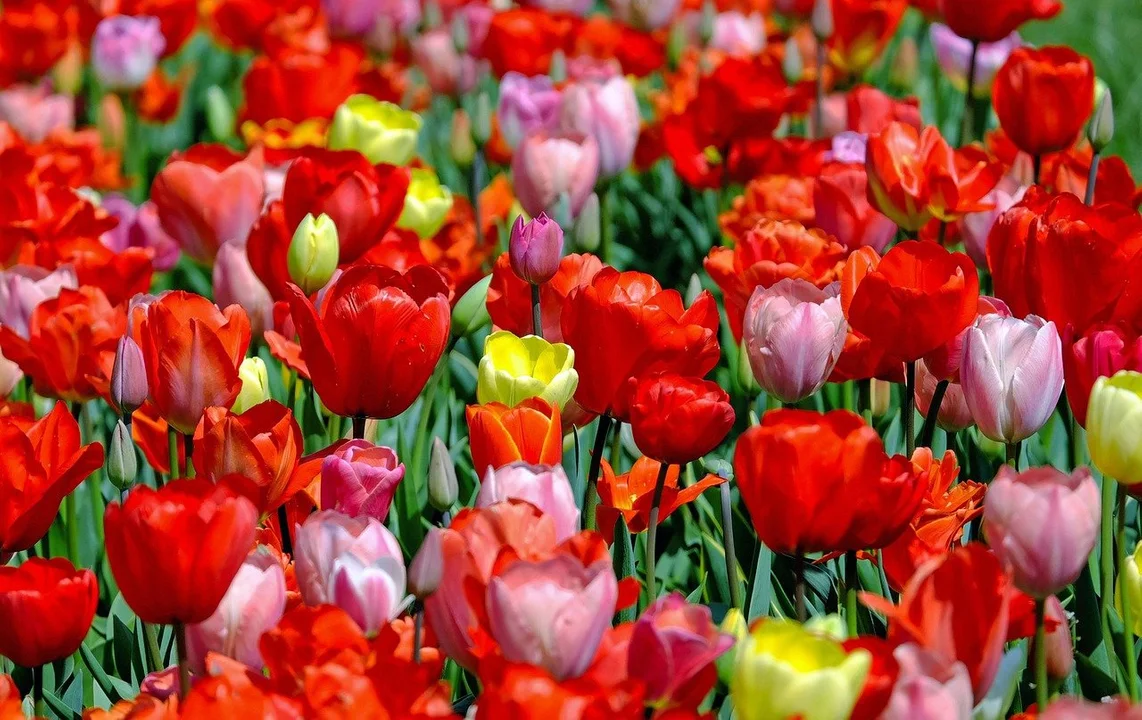 Cebulki tulipanów - jak i kiedy posadzić je jesienią? - Zdjęcie główne