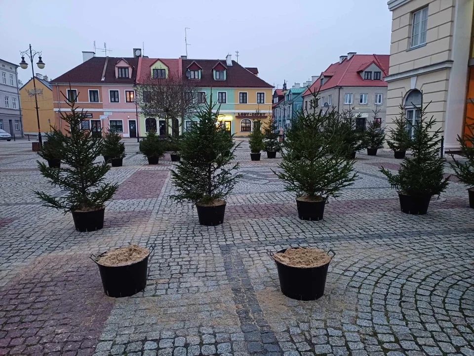 Złodziej w centrum miasta. Ukradł… choinki - Zdjęcie główne