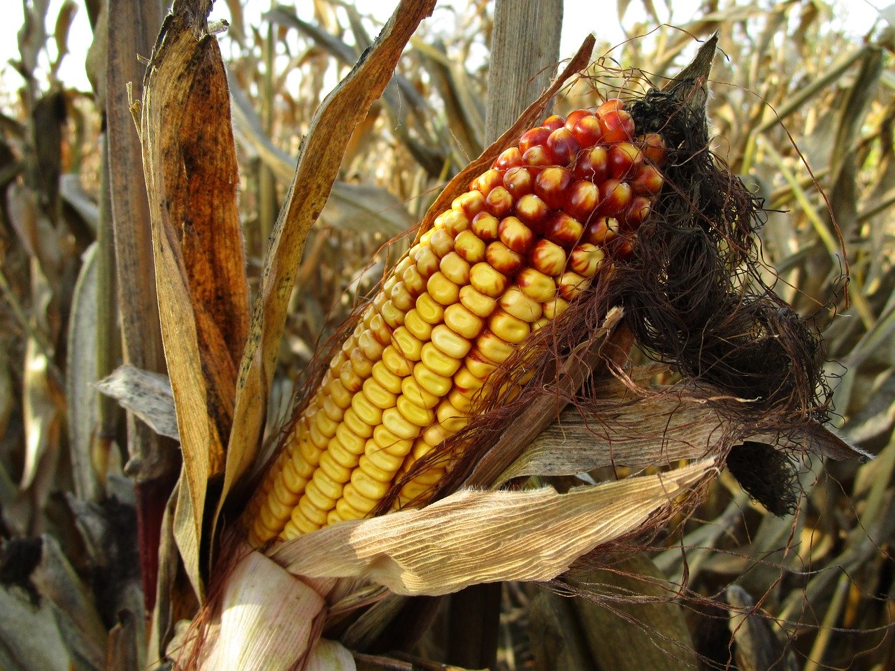 Worki silosowe jako niezbędny element w produkcji kiszonki z kukurydzy - Zdjęcie główne