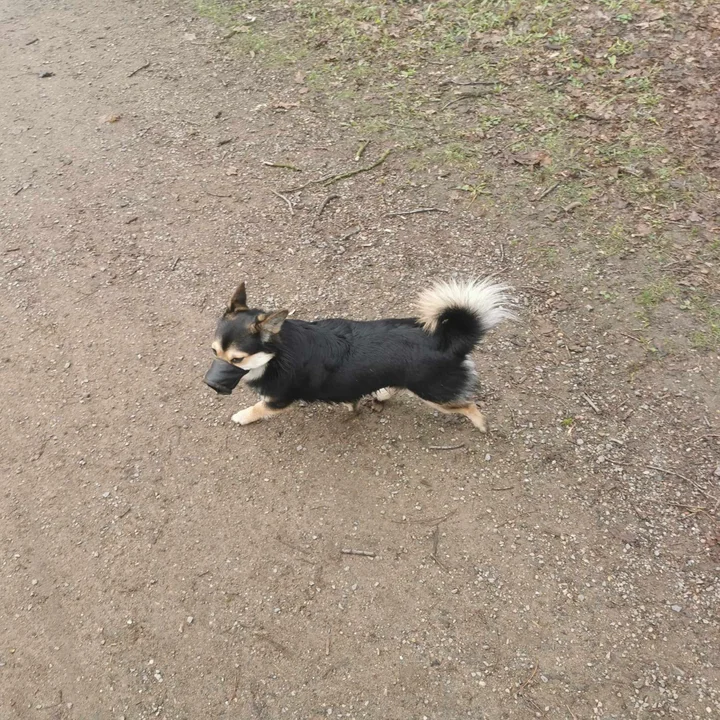 Pies w kagańcu weterynaryjnym błąka się po kutnowskim parku. Znasz właściciela? - Zdjęcie główne