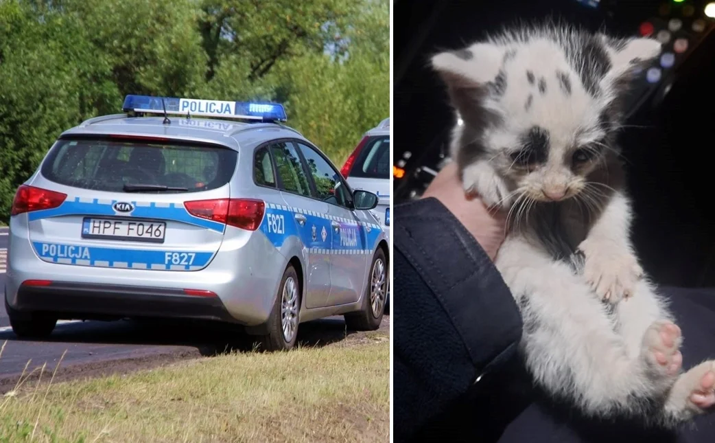 Policjanci uratowali małego kotka. Ma już nowy dom [FOTO] - Zdjęcie główne
