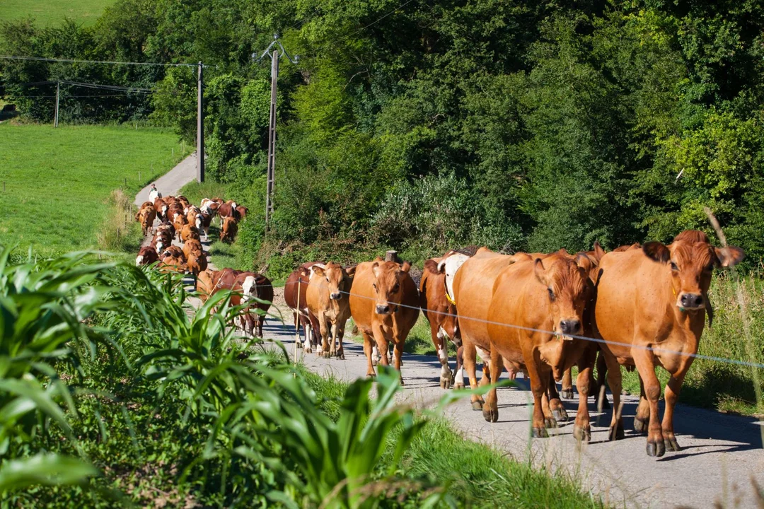 Czym sie kierować podczas wyboru pastucha elektrycznego? - Zdjęcie główne