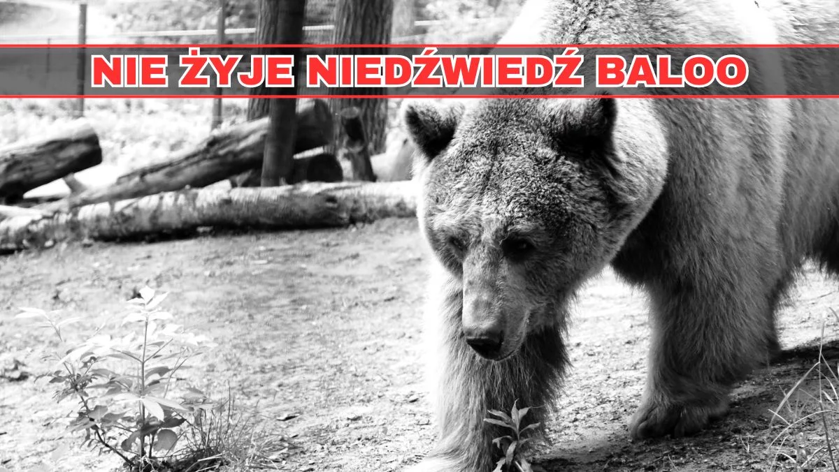 Baloo nie żyje. Tego niedźwiedzia uwielbiali wszyscy: "Żegnaj Kochany" - Zdjęcie główne