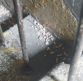 Mieszkańcy Żychlina oburzeni! „Mamy szczury w piwnicach i mieszkaniach!” - Zdjęcie główne