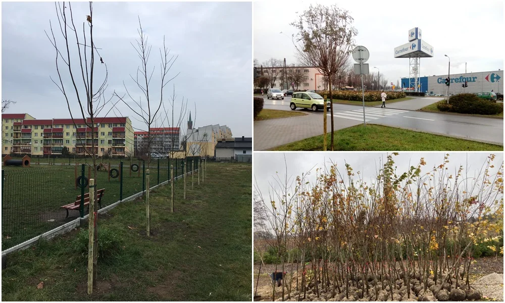 Kutnowskie ulice i parki coraz bardziej zielone. Posadzono ponad 200 nowych drzew [ZDJĘCIA] - Zdjęcie główne