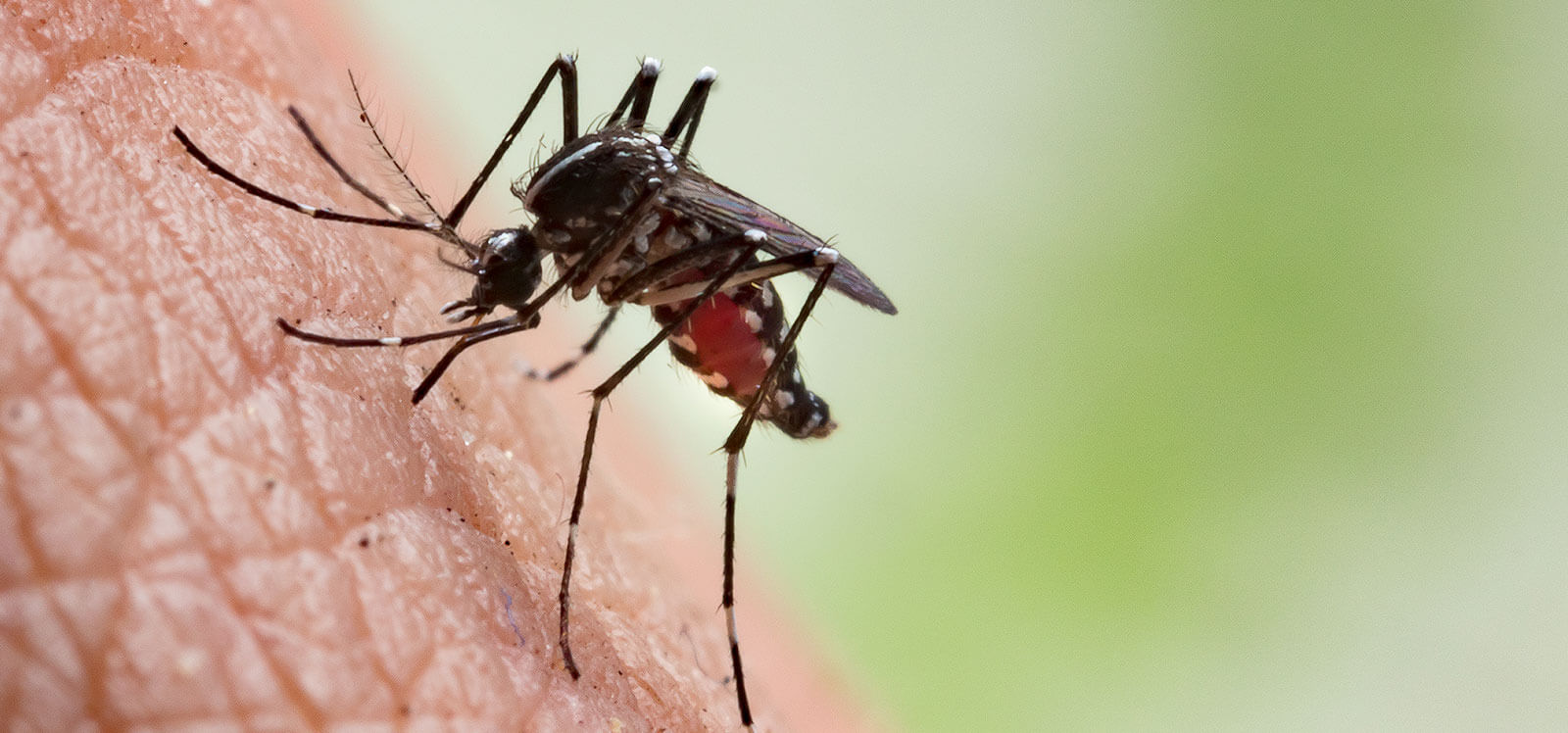 Komary znów dają się we znaki. Jak radzić sobie z ukąszeniami? - Zdjęcie główne