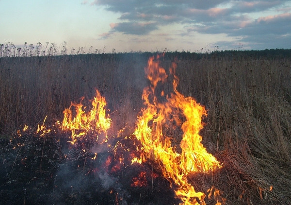 Podpalają trawy - Zdjęcie główne