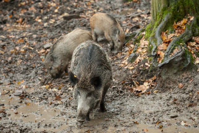 Afrykański pomór świń dociera do Kutna? Obszar ochronny sięga granic powiatu - Zdjęcie główne