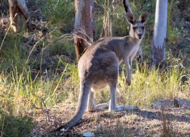 Czy to Australia? Nadleśniczy z regionu spotkał w lesie... kangura - Zdjęcie główne