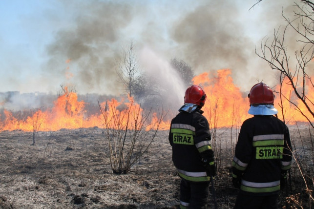 Płonęły 4 hektary traw - strażacy walczyli z żywiołem - Zdjęcie główne