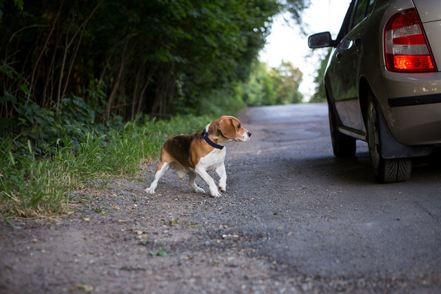 Przyjechał ze Zgierza i wyrzucił psa na ulicy. „Biegł za samochodem...” - Zdjęcie główne