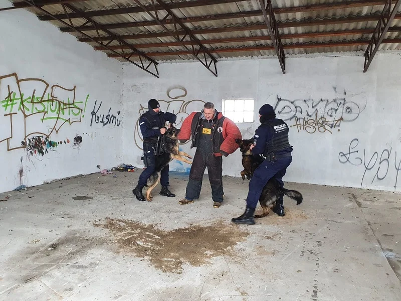 Policyjne psy obezwładniły uzbrojonego mężczyznę. Zobacz, co działo się pod Kutnem [ZDJĘCIA] - Zdjęcie główne