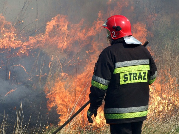 Świąteczny weekend u strażaków - płonące nieużytki i pożar tunelu foliowego  - Zdjęcie główne