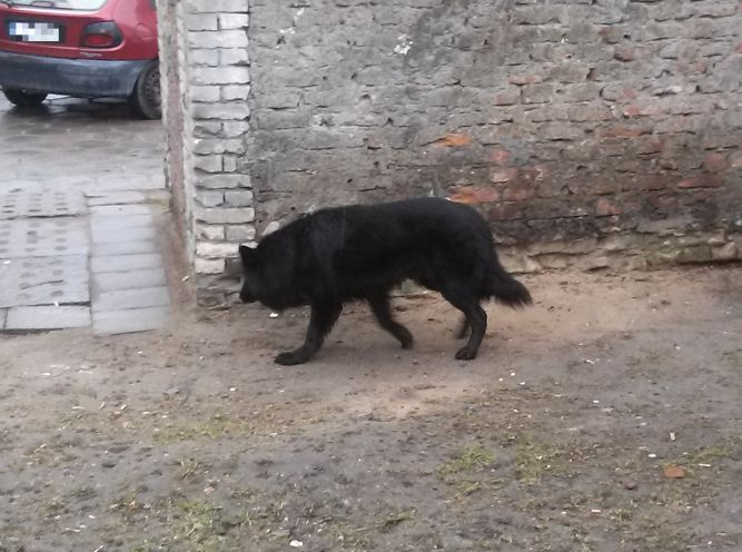 Bezpańskie psy błąkają się po ulicach - Zdjęcie główne
