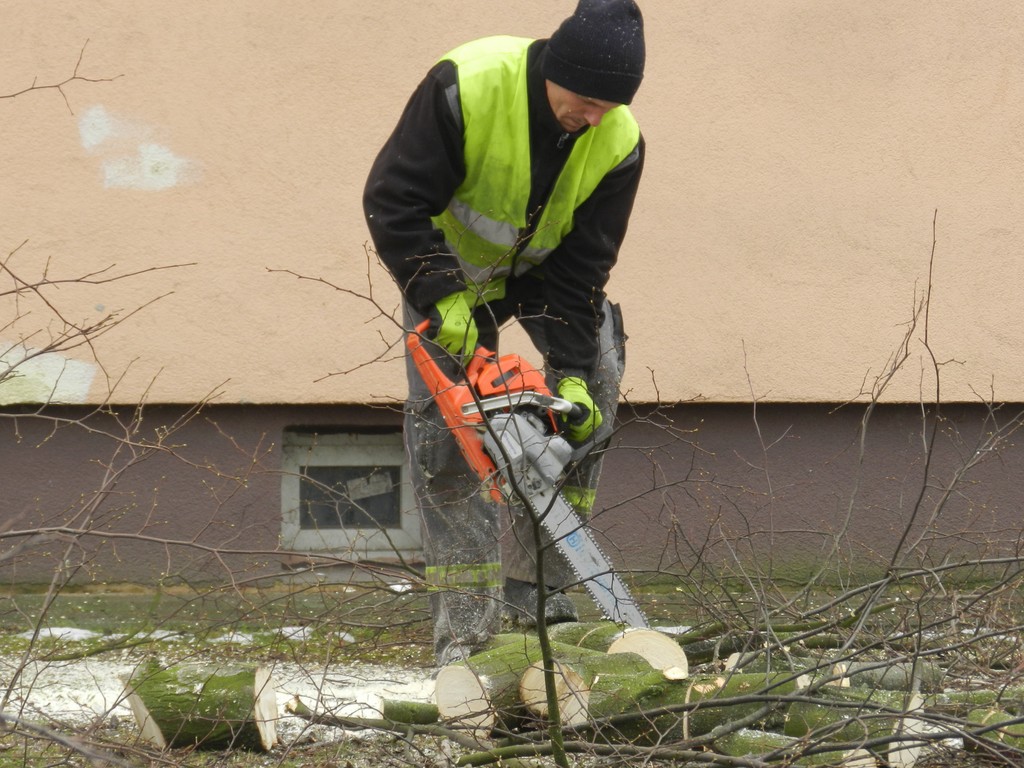 Trwa wycinka starych gałęzi przez pracowników „Zieleni” - Zdjęcie główne