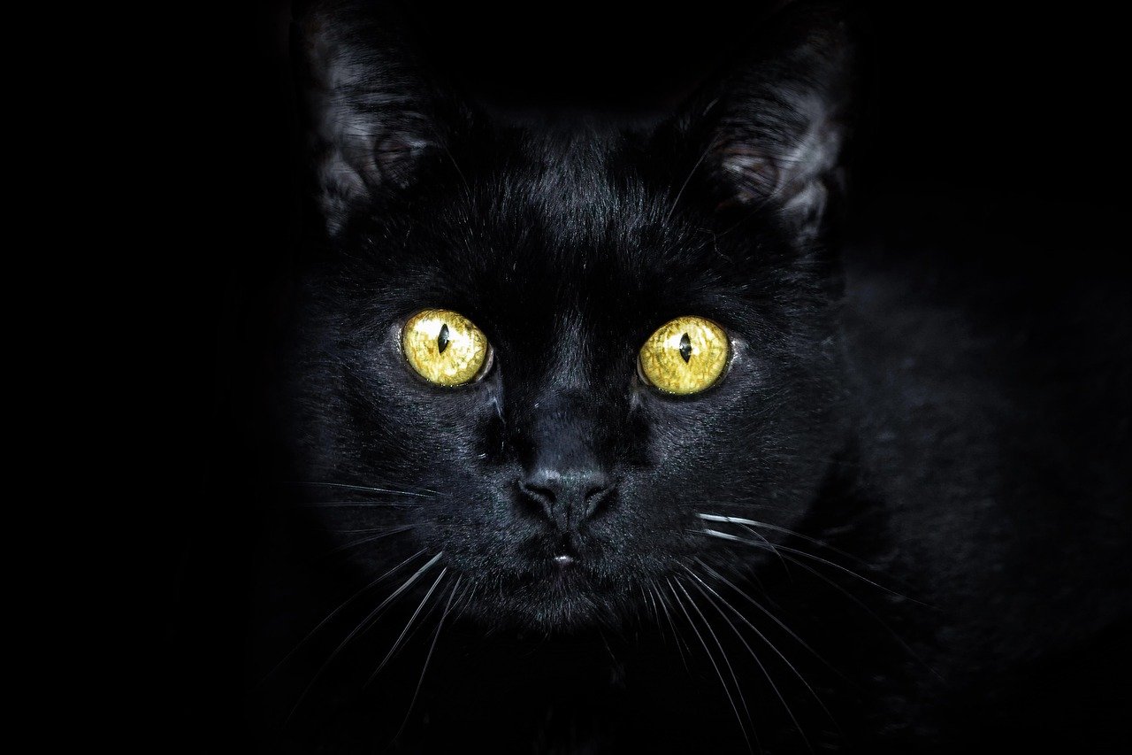 Czarny kot, stłuczone lustro, wstawanie lewą nogą… Czego jeszcze unikać w piątek 13-tego? - Zdjęcie główne