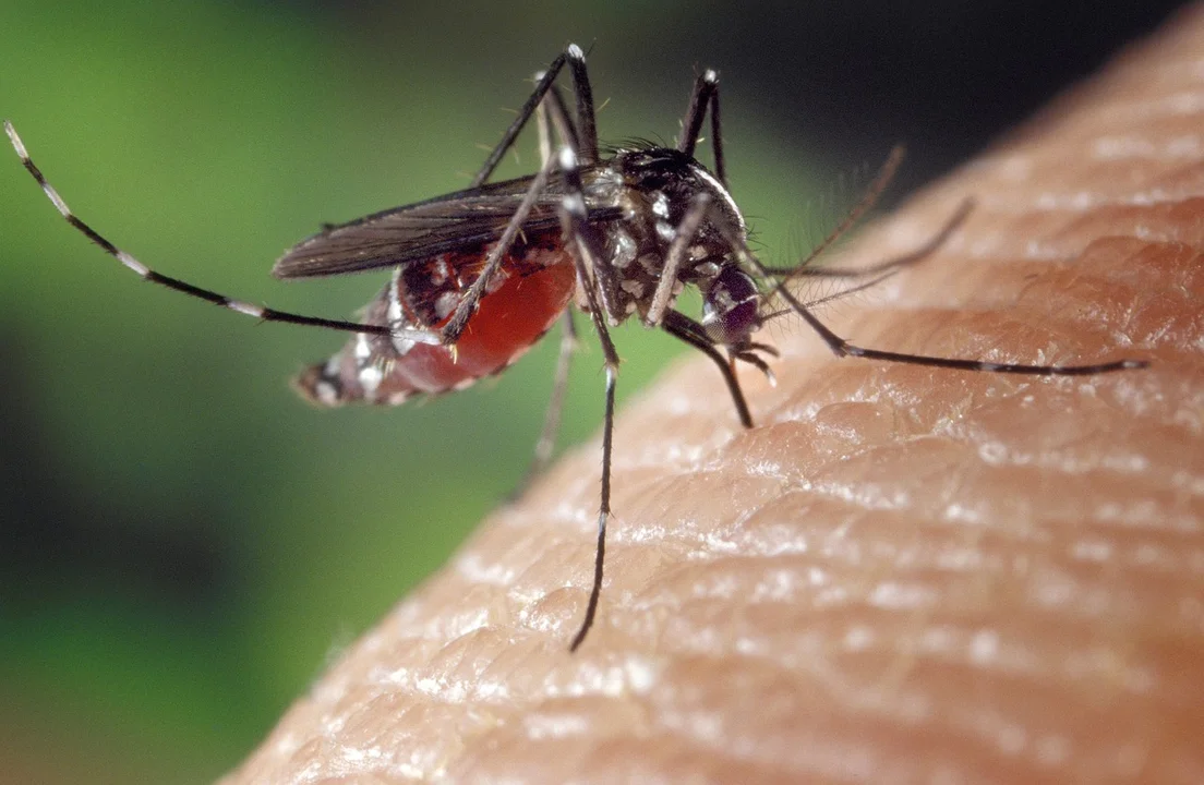 Dlaczego warto skorzystać z profesjonalnej usługi zwalczania komarów? - Zdjęcie główne