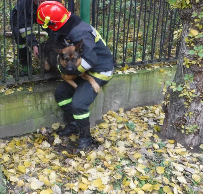 Strażacy uratowali uwięzionego w ogrodzeniu psa - Zdjęcie główne