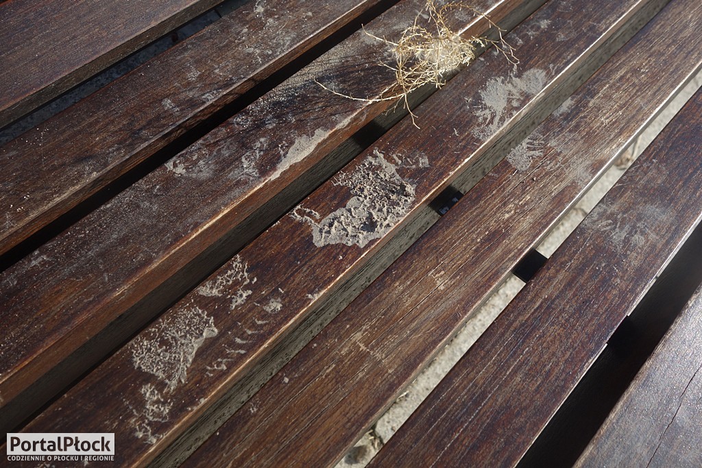 Syf na ławkach w centrum miasta - Zdjęcie główne
