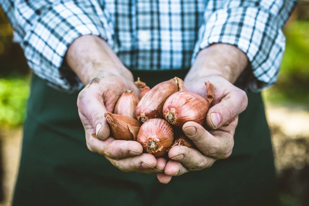 Wysiew cebuli w praktyce. Sprawdź, co musisz wiedzieć - Zdjęcie główne