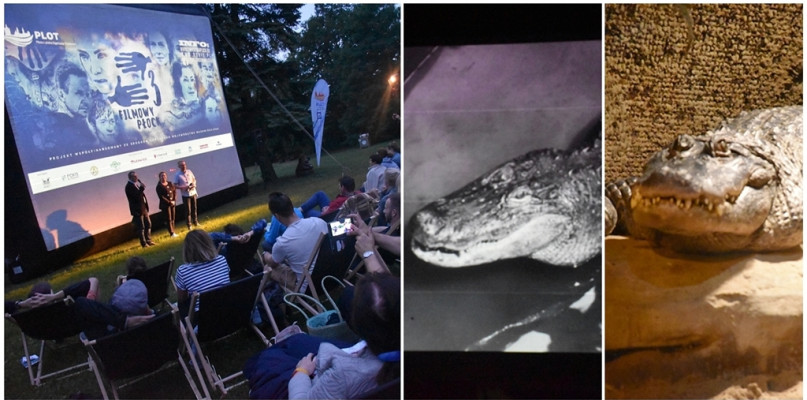 Jak aligatorzyca Marta na potrzeby kina została... straszliwą bestią - Zdjęcie główne