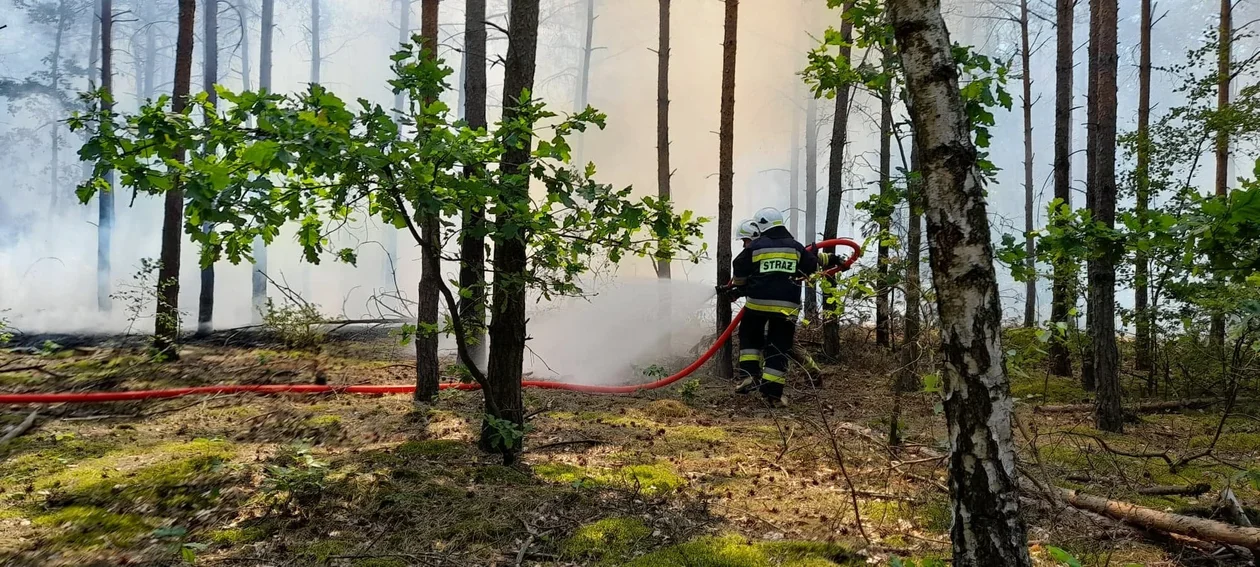 Płonął las niedaleko Płocka. W akcji dziesięć zastępów straży pożarnej [ZDJĘCIA] - Zdjęcie główne